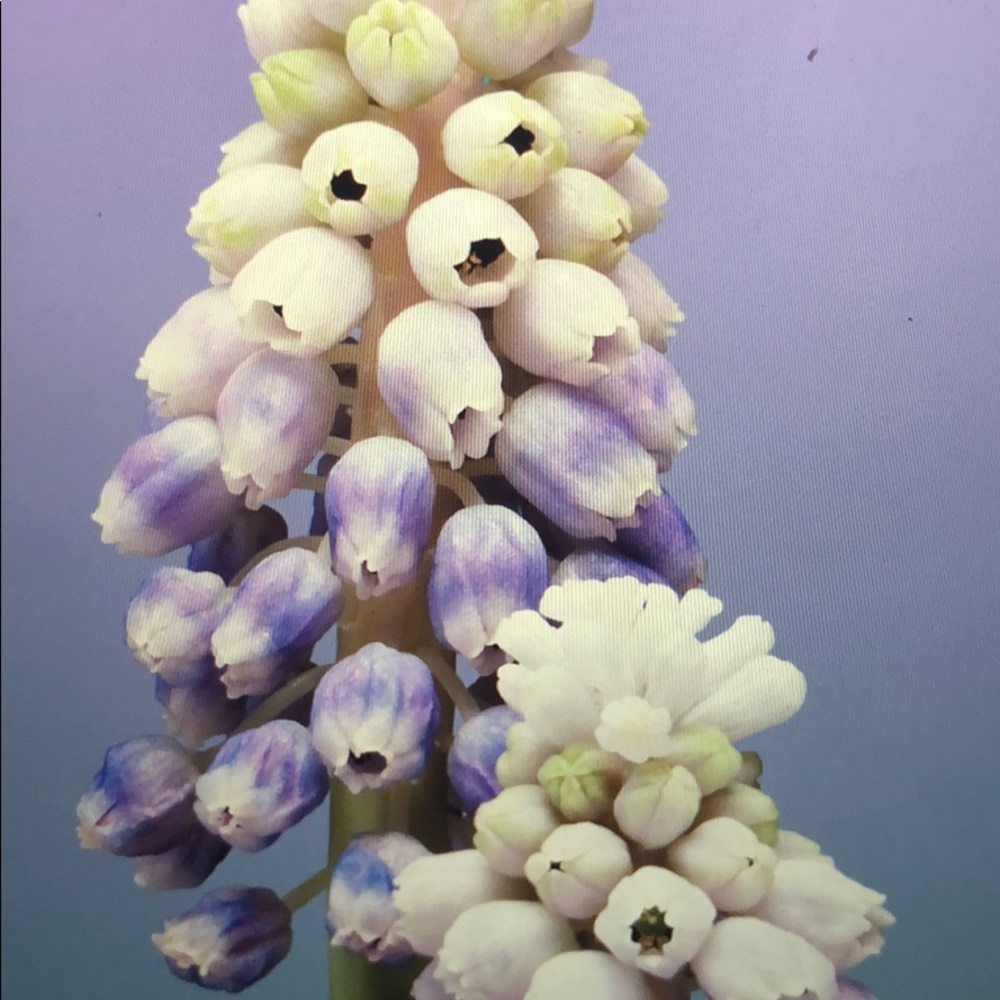 Meet your Posher, Jazz